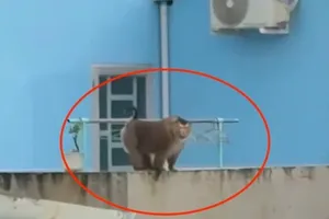 Khỉ hoang tấn công người trong quán ăn ở Đồng Nai