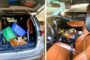 Dùng ô tô đi trộm chó trong đêm