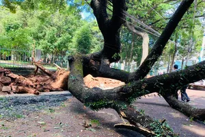 Thi công đường làm gãy cây me cổ thụ ở TP Buôn Ma Thuột