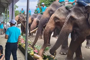 Chi hơn 55,4 tỉ đồng để chấm dứt nạn cưỡi voi ở Đắk Lắk