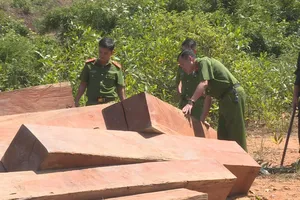 Bán đấu giá gỗ tang vật giá thấp bất thường