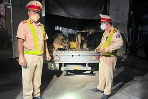 Tạm giữ 5 người trong vụ CSGT phát hiện xe tải chở 28 con chó trộm cắp