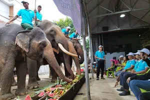 500 triệu đồng giải cứu cá thể voi ở Lâm Đồng 