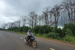 Tỉnh Đắk Nông đốc thúc xử lý những tồn tại ở các công ty lâm nghiệp