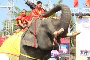 Voi được trang điểm, dự đại tiệc ở hội voi Buôn Đôn năm 2023