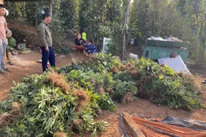 Phát hiện vụ trồng, sơ chế cần sa quy mô lớn ở vùng biên giới 