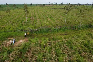 Làm rõ trách nhiệm của lãnh đạo 4 huyện để mất gần 31.000 ha rừng