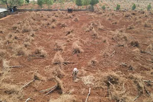 Ồ ạt trồng sầu riêng, chanh dây ở Tây Nguyên