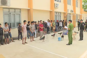 Hàng chục cảnh sát vây bắt nhóm đánh bạc dưới hình thức đá gà