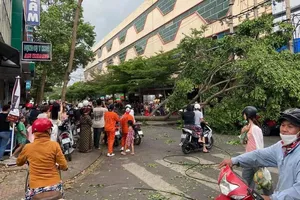 Vụ cây ngã ở Buôn Ma Thuột: Người phụ nữ bị thương nặng 