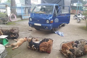 Truy tố 5 người lái xe tải đi bắt trộm 51 con chó