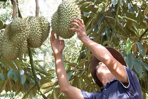 Đắk Lắk: Cảnh báo tình trạng trộm cắp, bảo kê trong thu mua sầu riêng