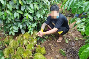 Bắt 2 người hái trộm gần 1 tạ sầu riêng