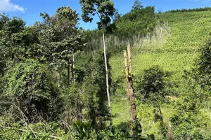 Đắk Lắk điều chỉnh quy hoạch hơn 3.500 ha rừng để làm các dự án