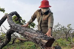 HĐND: Trồng rừng ở Đắk Lắk chỉ đạt 33% kế hoạch