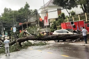 Đắk Nông: Ô tô tông bật gốc thông cổ thụ 