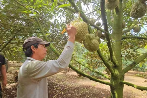 Bộ trưởng Lê Minh Hoan: Mạnh ai nấy mua tạo ra giá sầu riêng ảo
