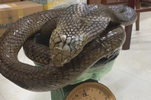 Đắk Lắk: Khởi tố người ngâm rượu bằng rắn hổ chúa