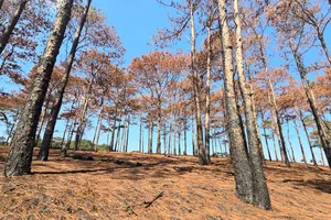 Đắk Nông phản hồi báo Pháp Luật TP.HCM vụ cháy rừng thông cảnh quan Quốc lộ 14