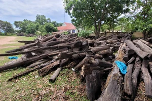 Đắk Lắk: Kỷ luật nhiều cán bộ liên quan vụ 1.000 m3 gỗ bị mục nát 