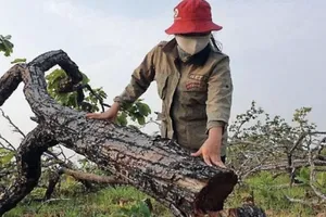 Đắk Lắk: Phê bình nhiều cán bộ để suy giảm hơn 27.400 ha rừng tự nhiên