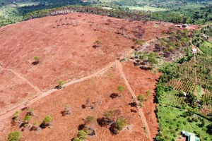 Công an điều tra vụ rừng thông bị đốt từ phản ánh của Pháp Luật TP.HCM