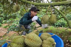 Đắk Lắk chuẩn bị xuất khẩu sầu riêng đông lạnh sang Trung Quốc 