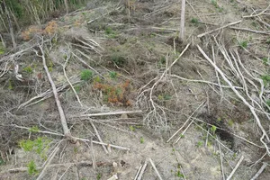 Đắk Lắk: Dự toán cần 1.900 tỉ để che phủ rừng nhưng không được bố trí đồng nào