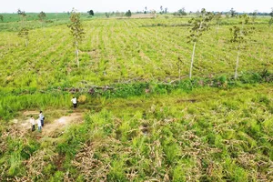 Đắk Lắk: Suy giảm hơn 2.300 ha rừng tự nhiên ở các dự án