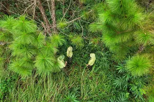 Sẽ phát triển Vườn Quốc gia Tà Đùng thành nơi nghỉ dưỡng, sinh thái