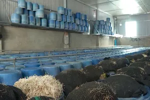 Vụ sản xuất giá đỗ bằng chất cấm: Cơ quan nào chịu trách nhiệm?