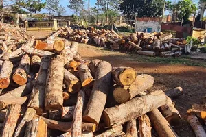 Vụ 569 cây gỗ bị đốn hạ dọc đường tuần tra biên giới: Chuyển tài liệu sang công an