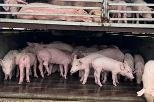 Bị kiểm tra, tài xế bỏ ô tô cùng 97 con heo mắc dịch tả lợn châu Phi 