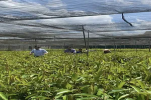 Đắk Lắk: Xử lý 3 cơ sở kinh doanh giống cây trồng không có nguồn gốc