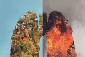 Các ngôi sao thể thao đang 'ngăn' cháy rừng Amazon