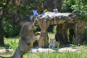 Sư tử tiên tri gây sốc ở trận Anh gặp Scotland