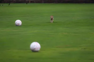 Chùm ảnh "đại bàng Garuda" mài vuốt chuẩn bị chạm trán "Chiến binh sao vàng" 