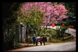 Mãn nhãn với 4 điểm du xuân ngắm mai anh đào dịp tết