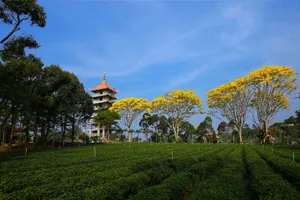 Phượng vàng rực rỡ phố núi Bảo Lộc