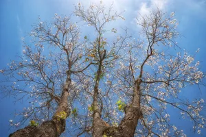 Mê mẩn hoa ban trắng Tây Bắc giữa lòng Đà Lạt