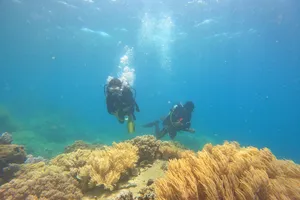 Lặn biển ngắm san hô cực đẹp ở biển Sơn Đừng, Khánh Hòa