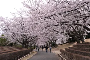 Tour du lịch ngắm hoa anh đào ở các nước Đông Bắc Á đang sôi động