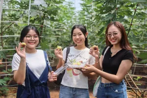 Du khách hào hứng tham quan vườn sung Mỹ 'có 1 không 2' tại TP.HCM