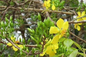 Ngắm cây mai khủng cao 4m, tán rộng 5m