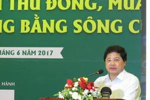 Bệnh rầy nâu, vàng lùn trên lúa tái bộc phát sau 10 năm