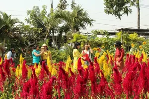 Ngắm muôn sắc hoa Sa Đéc làm nao lòng du khách