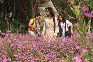 Ùn ùn “check-in” vườn hoa thạch thảo ở Cần Thơ