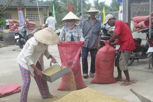 Cần Thơ:Lúa hè thu sắp thu hoạch, gạo còn tồn trên 359.000 tấn