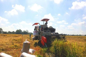 Vụ Đông Xuân 2020-2021 nông dân Miền Tây được mùa, trúng giá 