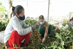 Tổng doanh thu của các HTX ở Cần Thơ sẽ đạt khoảng 2.600 tỉ vào năm 2022